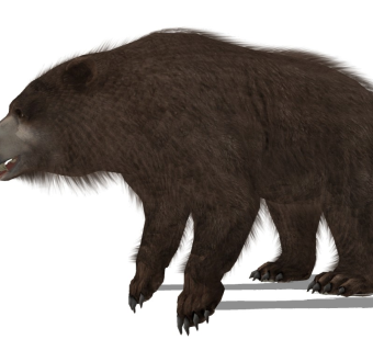 精品动物模型 (11)熊